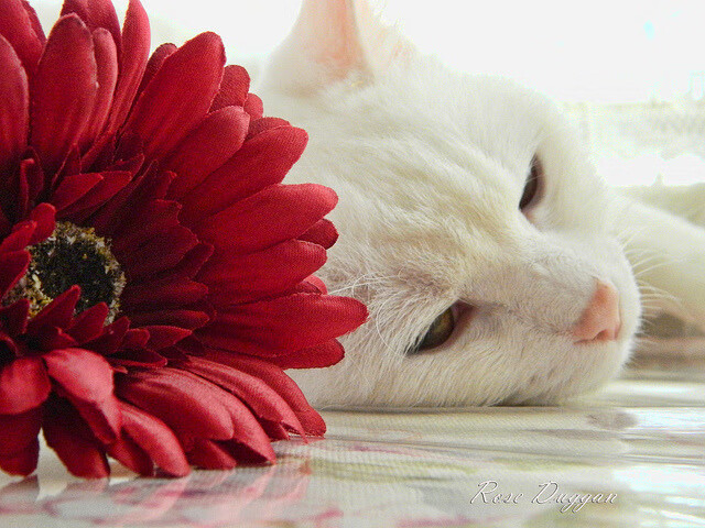 AYX体育-【夺冠秘诀】丁俊晖讲述他如何应对比赛中的犯规压力，丁俊晖的水平