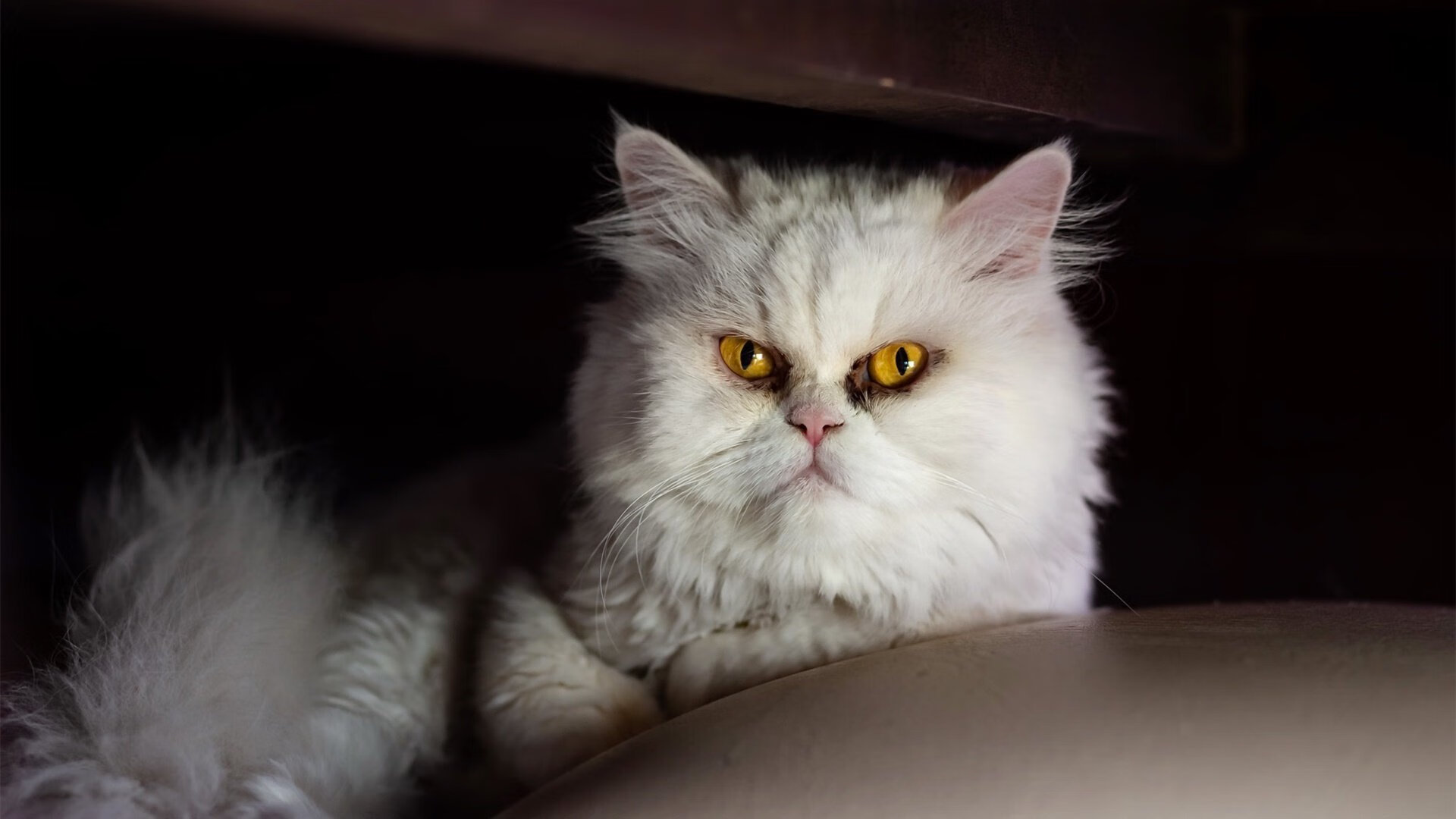 团队配合:北京队全场传球次数超过20次,传控战术获胜!,北京球队叫什么