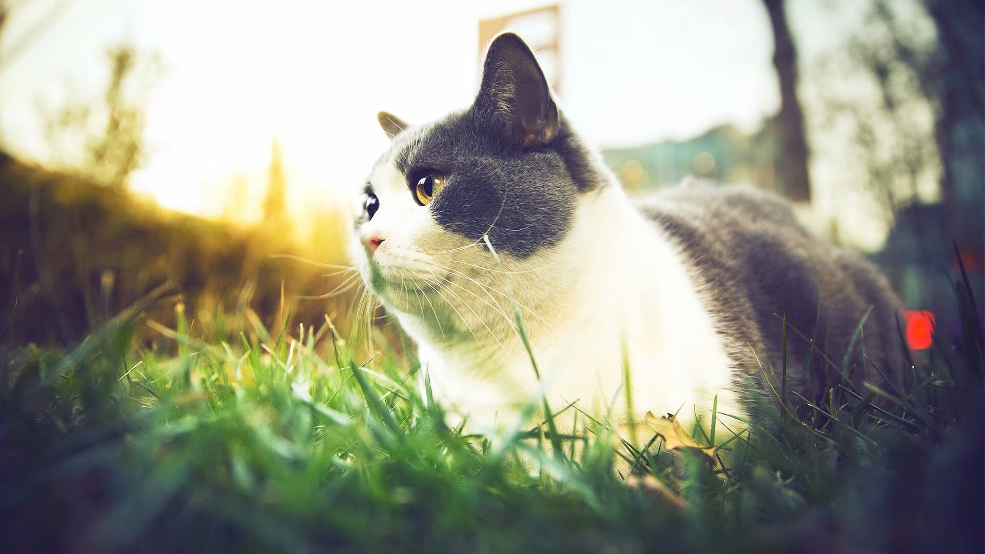 中国篮球运动赛事运营，中国篮球运动管理中心