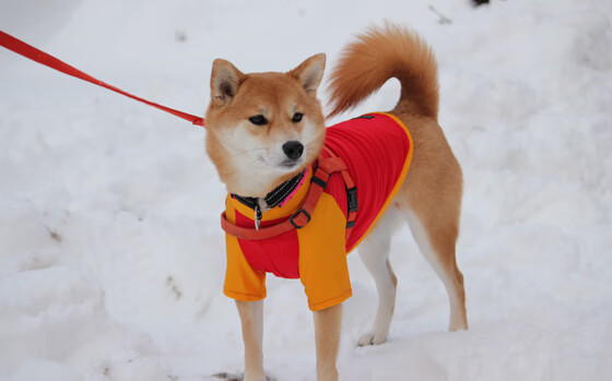 亲子健身课程开设,促进亲子关系,亲子互动健身