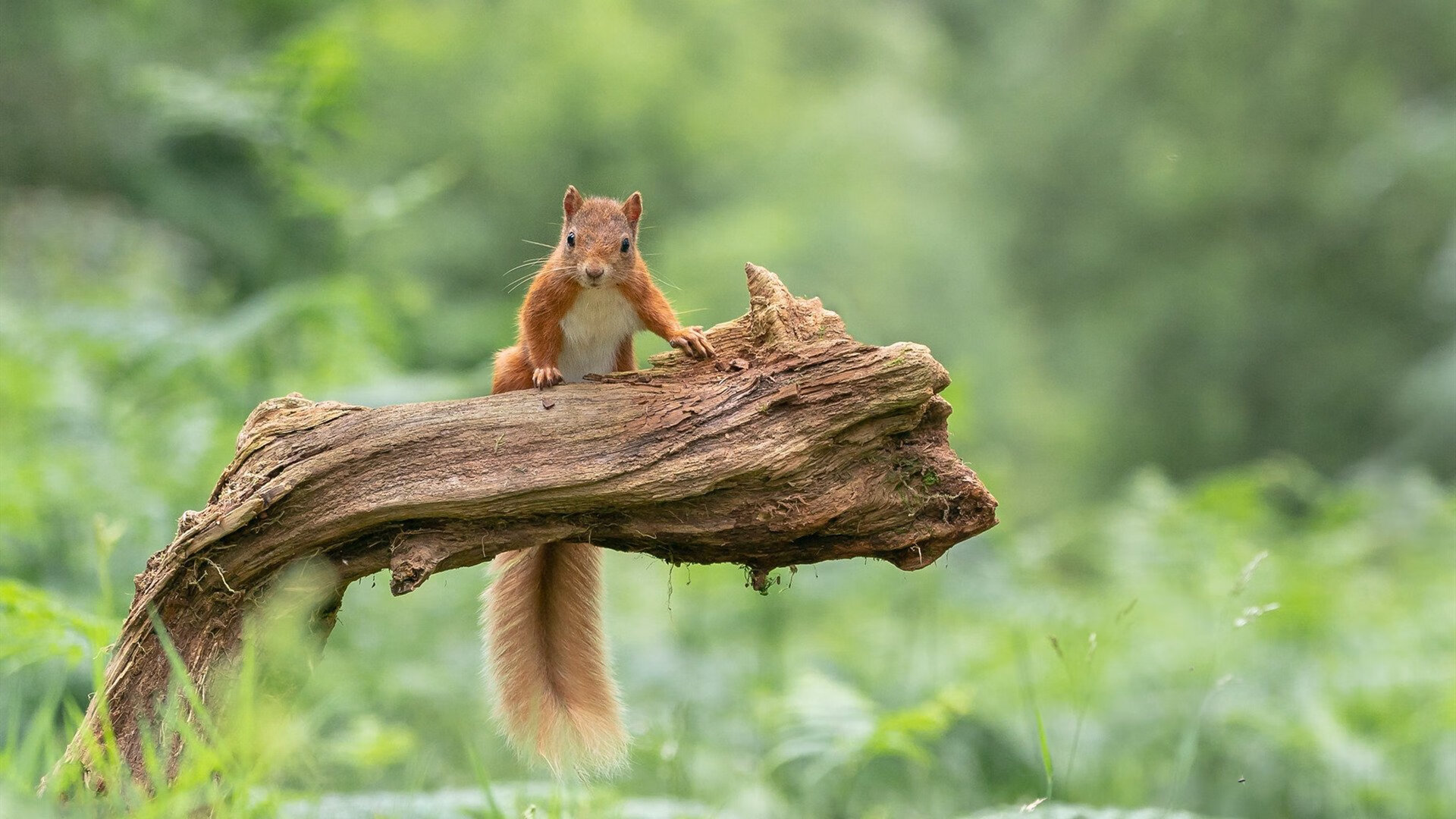 爱游戏平台-卡尔斯鲁厄疲于奔命，勒沃库森盯紧保级对手，勒沃库森对卡斯鲁厄直播