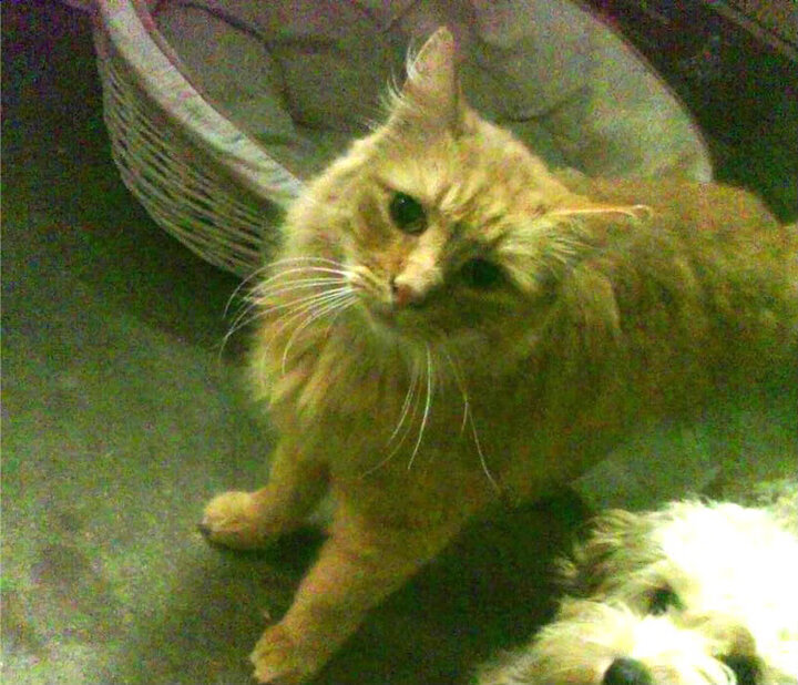 AYX体育-卡尔斯鲁厄球队紧追前方，力求冲击德甲前列，卡尔斯鲁厄地理位置