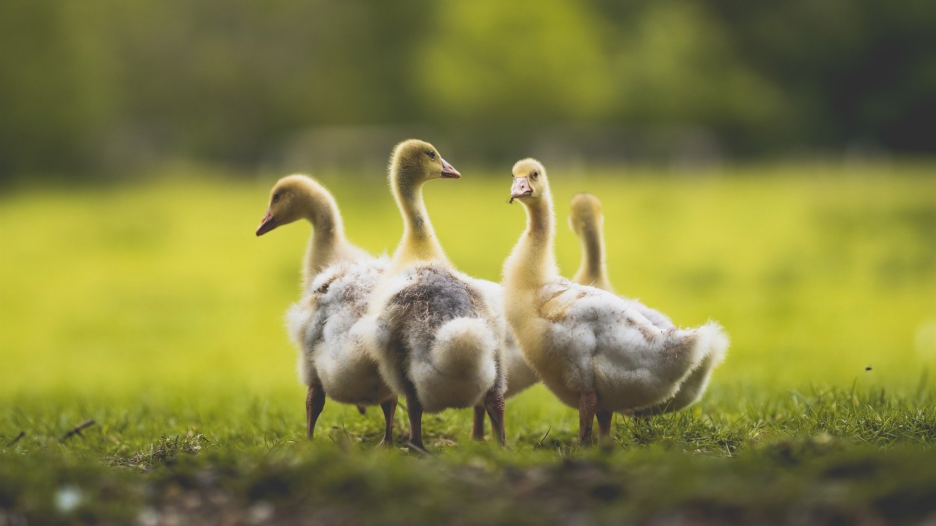 掘金压哨战胜快船,西部决赛中约基奇创下生涯新高,掘金官推晒约基奇训练照_控球中锋