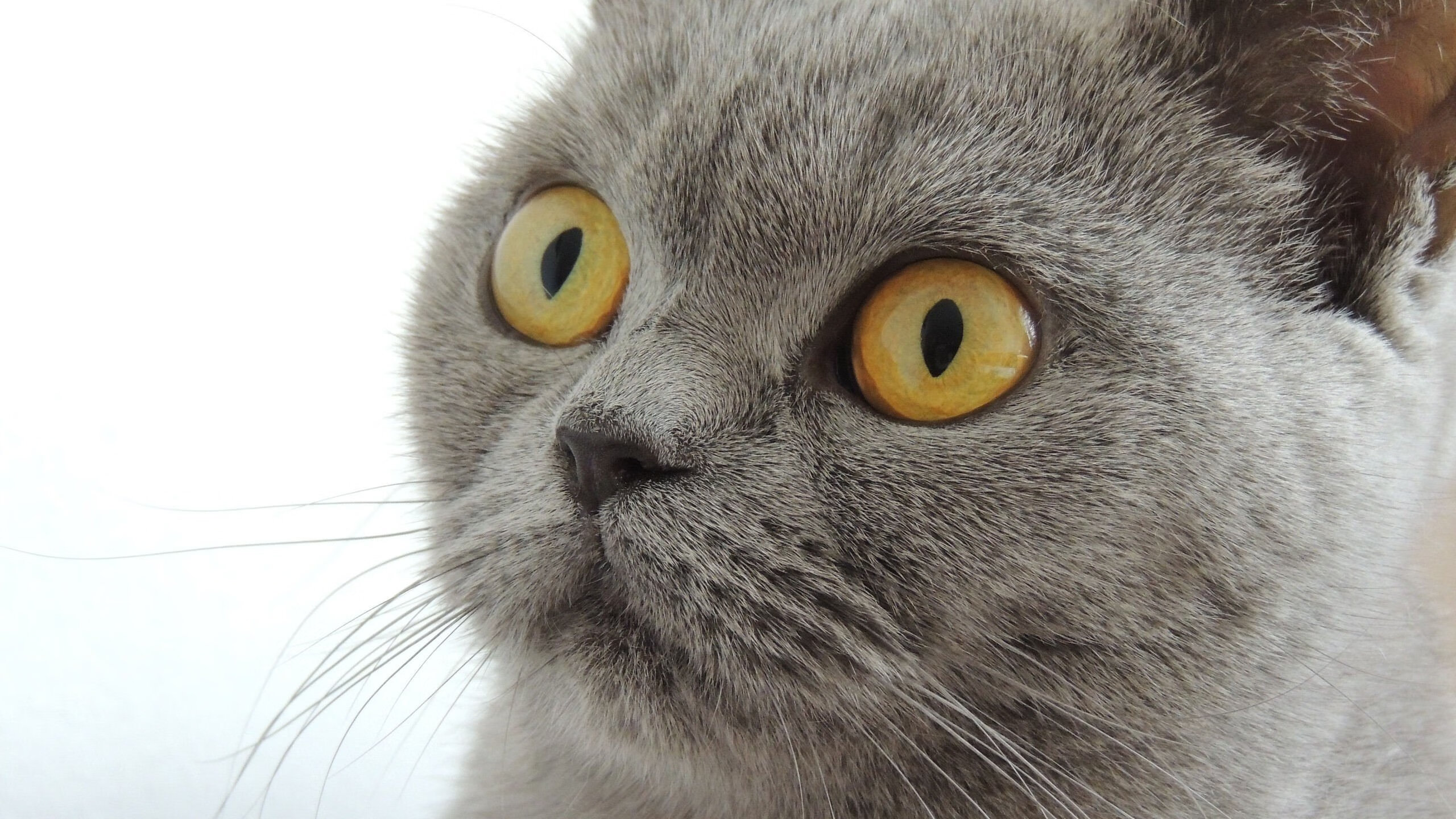 瓦伦西亚主场告捷,排名有所提升,瓦伦西亚联赛冠军