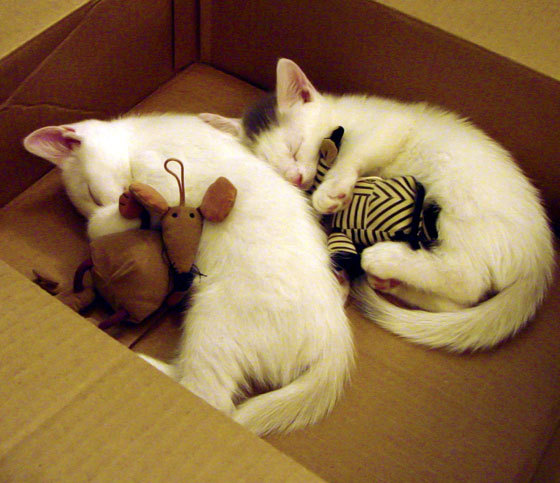 -电竞城市引进顶级电竞赛事落户，中国十大电竞城市