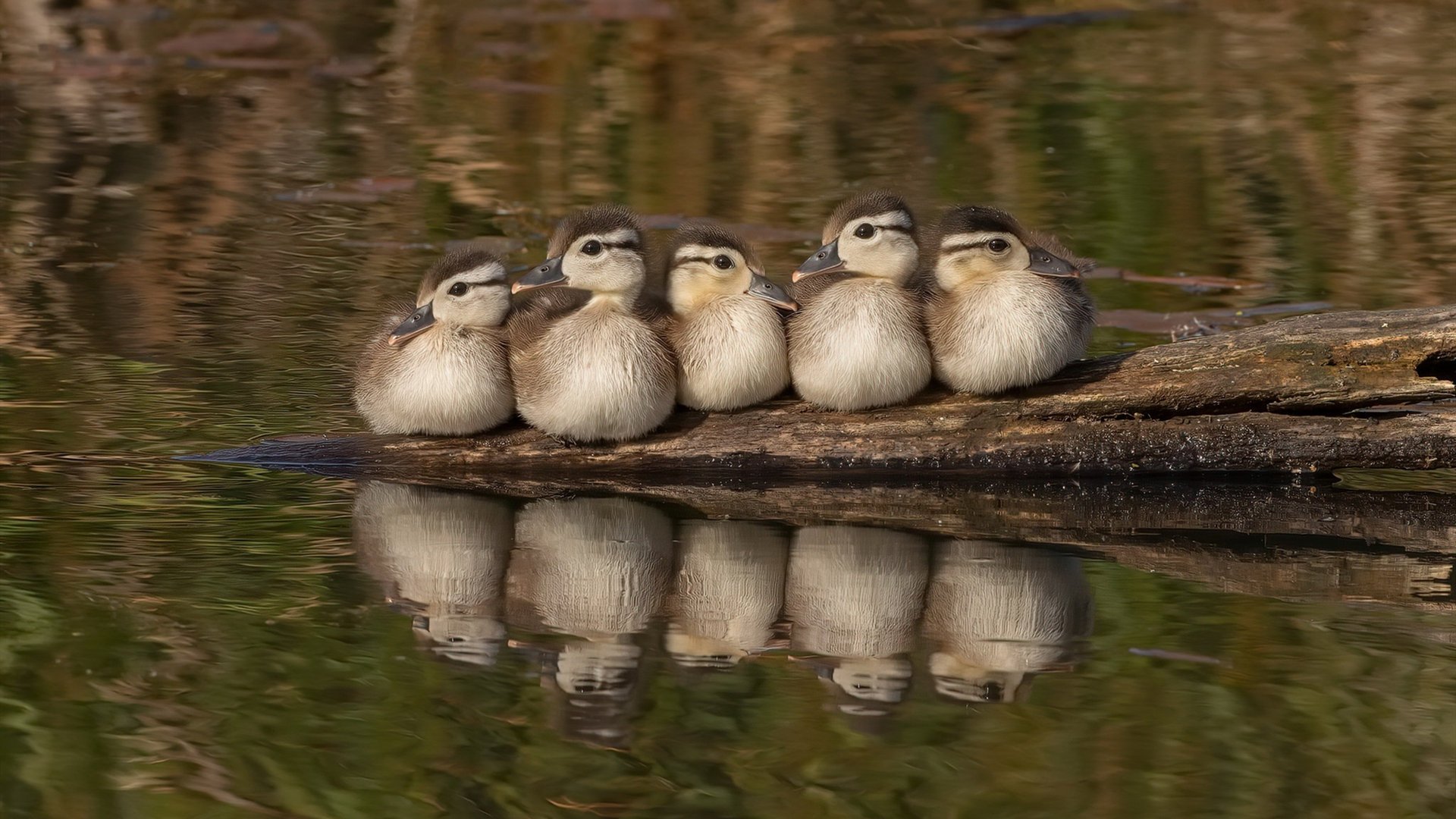 爱游戏app下载-维达德卡萨布兰卡与国际足球组织达成合作协议，达维德卡拉布里亚
