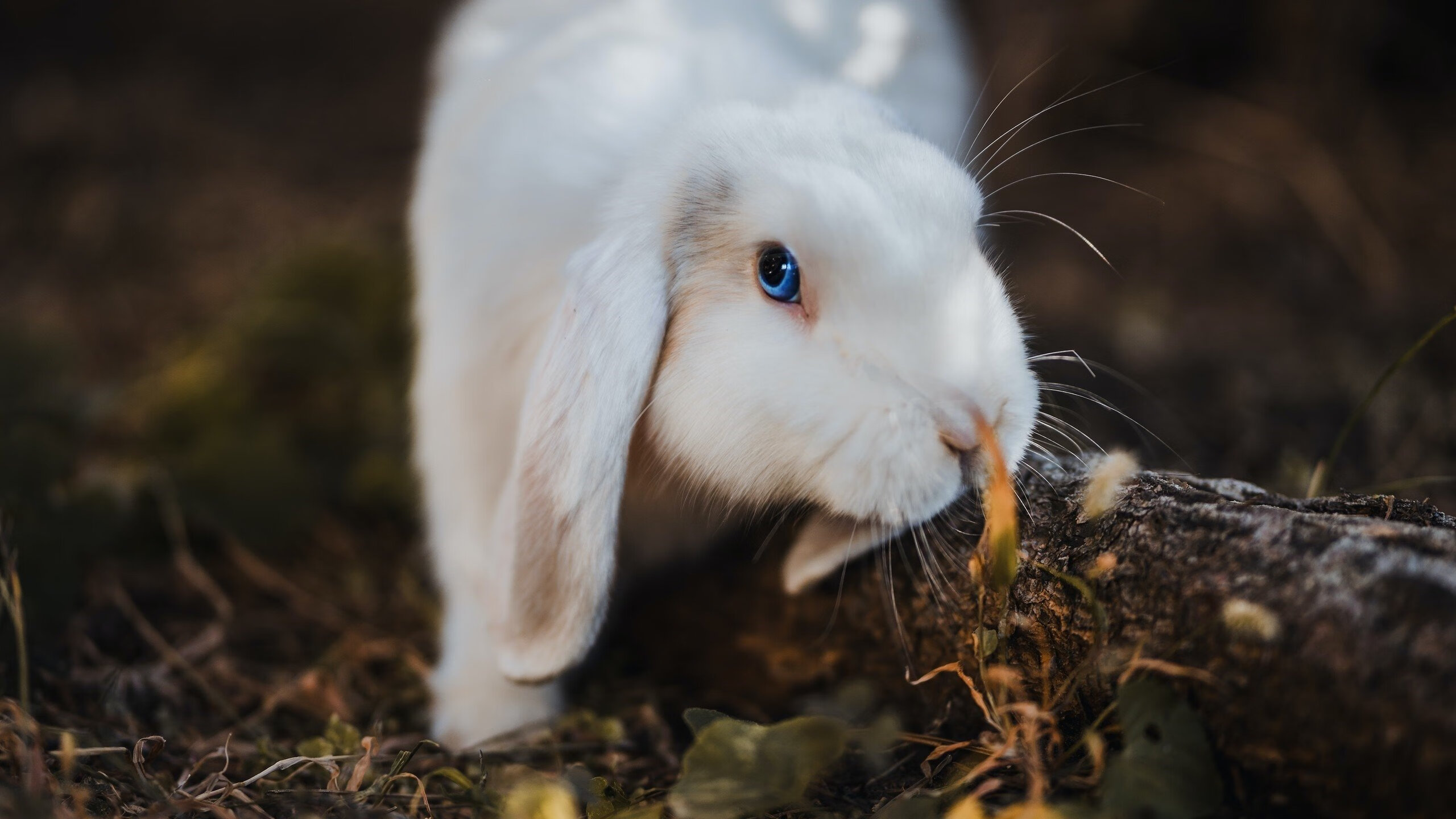 意甲豪门争霸：国米vs尤文，谁能笑到最后？，国米与尤文比赛