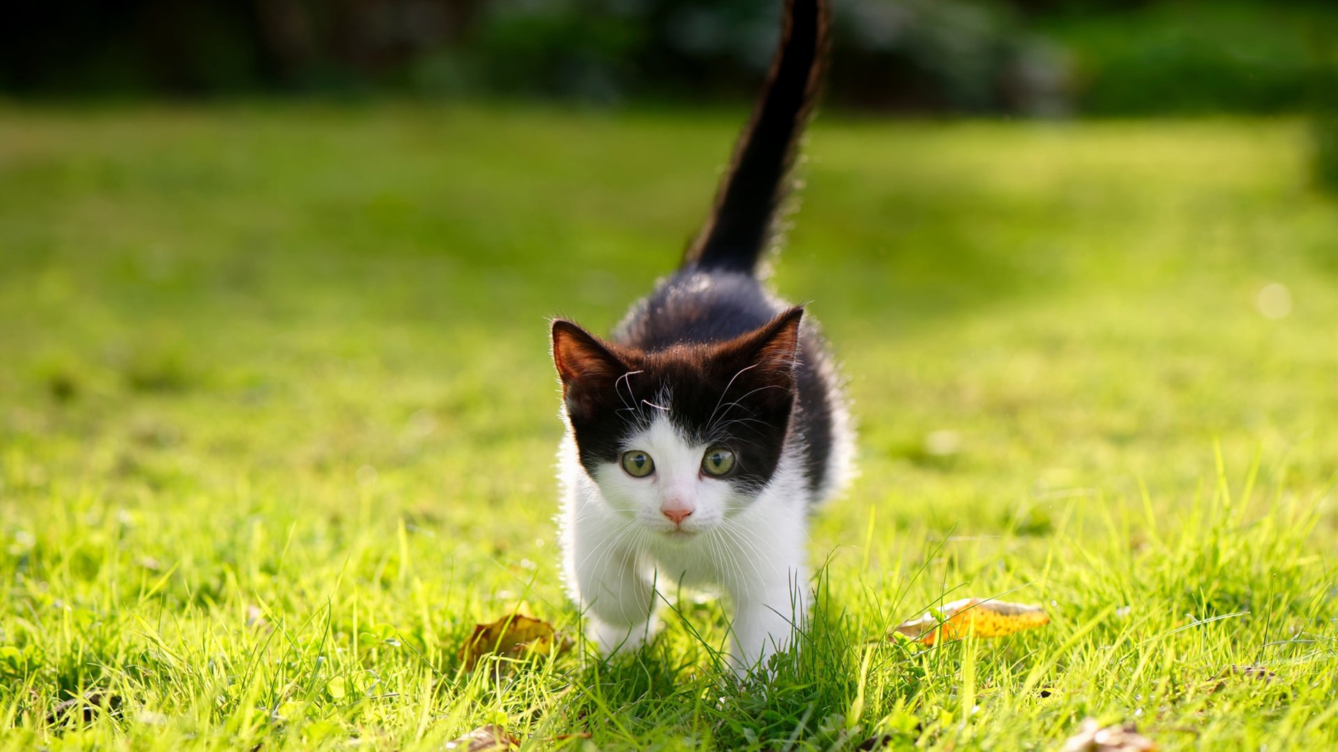 法甲VAR系统在关键比赛中判罚语言一致性回溯研究,var判罚标准