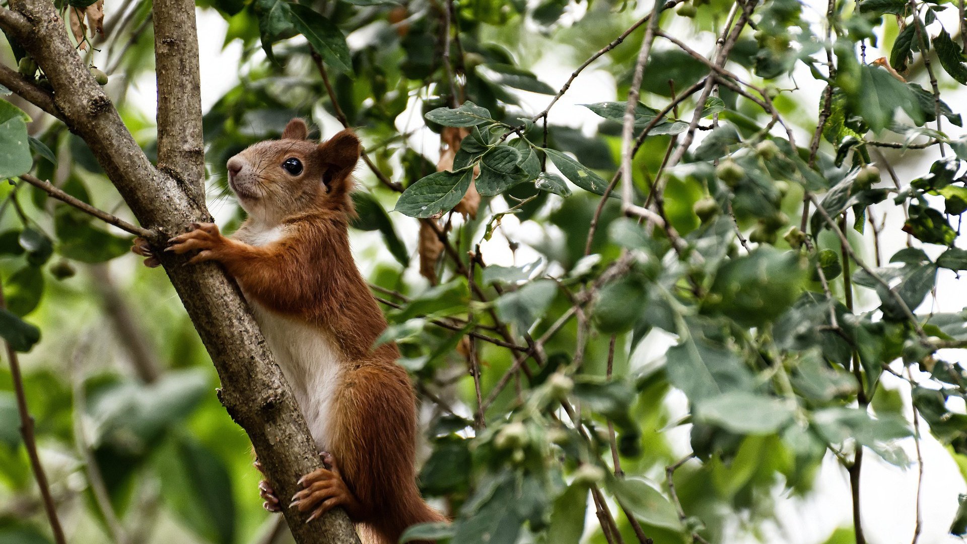 篮球运动员训练计划科学制定与实施效果研究,篮球训练计划的制定