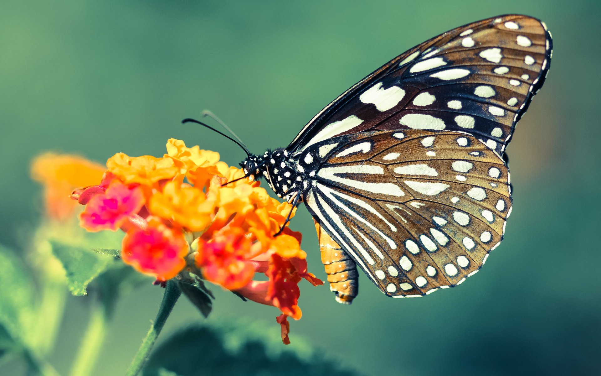 俱乐部青训对接职业梯队路径不清晰，普通青训俱乐部方向