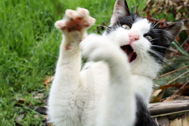 印度赛制深入分析:如何应对来自世界强队的挑战,印度禁赛