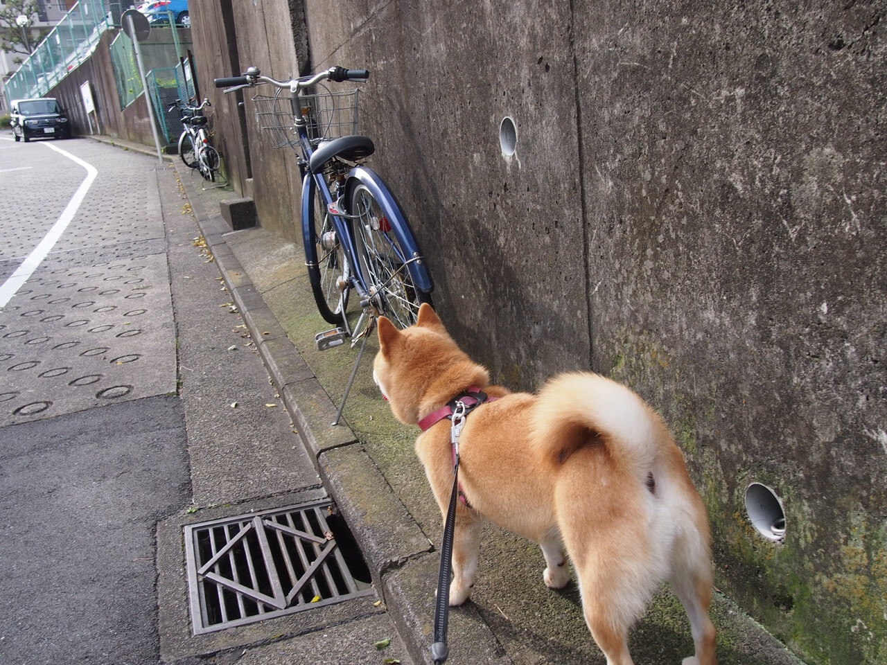奥运举重模拟赛展现新周期备战成果,奥运举重现场