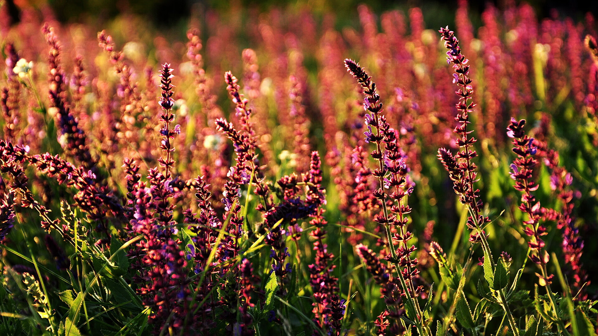 爱游戏app下载-皇家社会中前场穿插跑动打穿对手阵型，皇家社会出场阵容