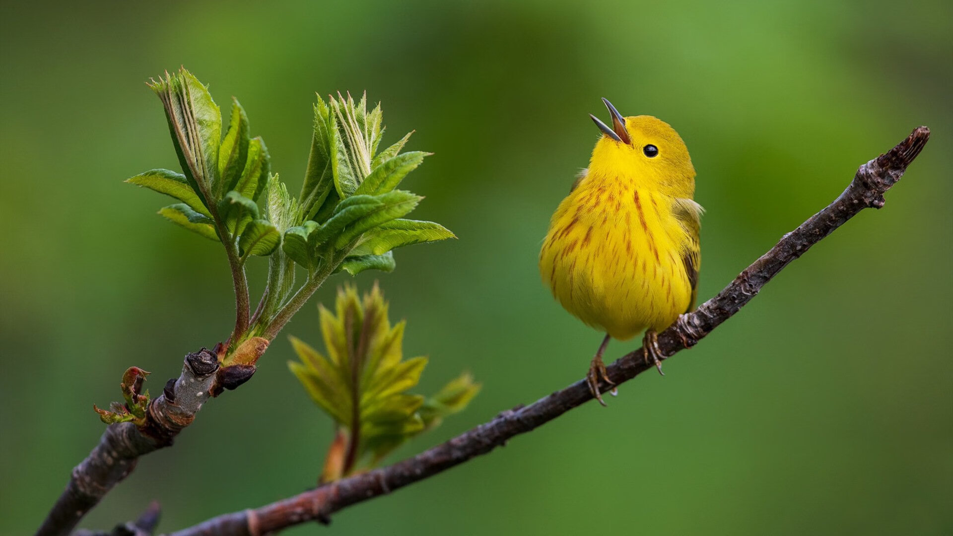 爱游戏娱乐平台-中超外援技术风格多样化激发本土球员学习动力，中超外援规则及限制政策