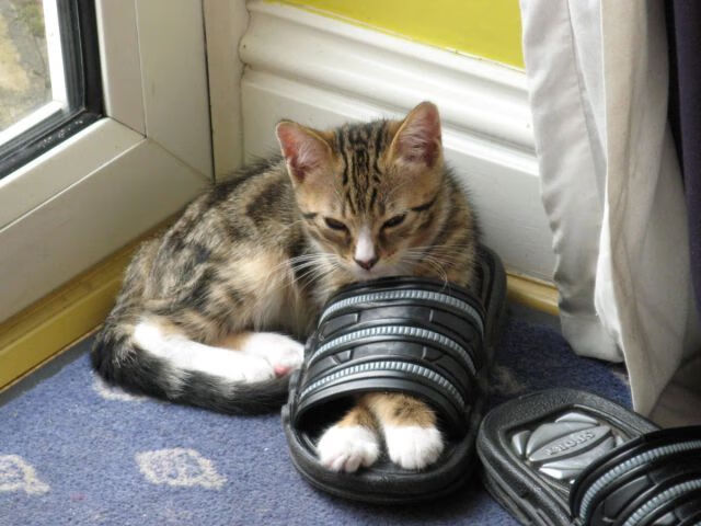 爱游戏娱乐网址-全球多地同步举办足球节，彰显体育文化多元融合，足球文化节活动有哪些